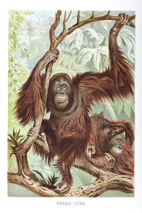Framed Print : Couple of Orang-Utan in the rainforest of Borneo Framed Print : Couple of Orang-Utan in the rainforest of Borneo