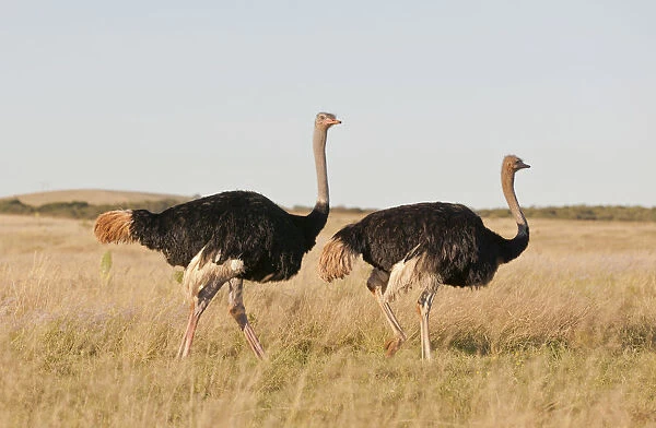 Couple of Ostriches -Struthio camelus-, Addo Elephant Park, South Africa
