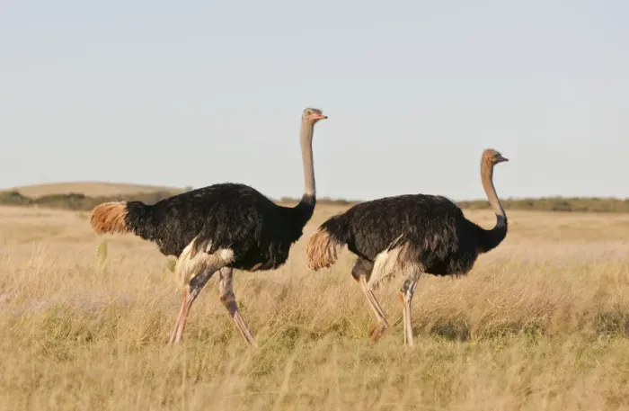 Framed Print : Couple of Ostriches -Struthio camelus-, Addo Elephant Park, South Africa