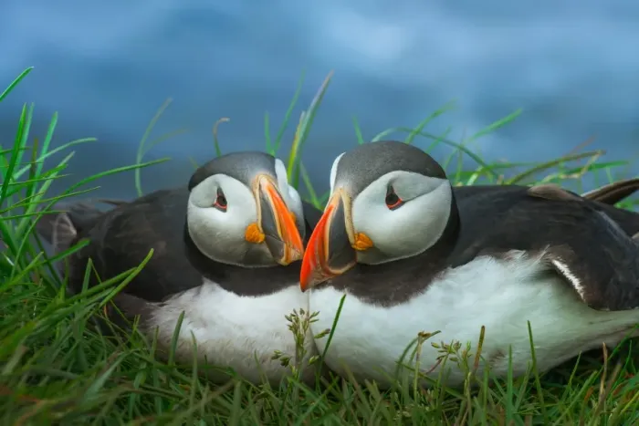 Framed Print : couple Puffin at Latrabjarg, Iceland Framed Print : couple Puffin at Latrabjarg, Iceland