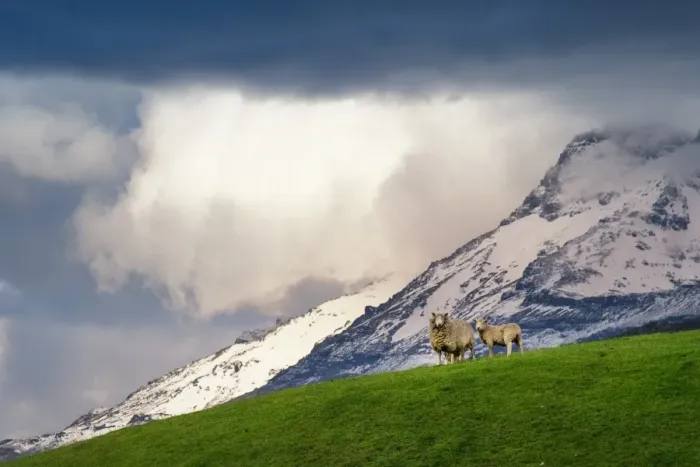 Framed Print : Couple of sheep on green meadow