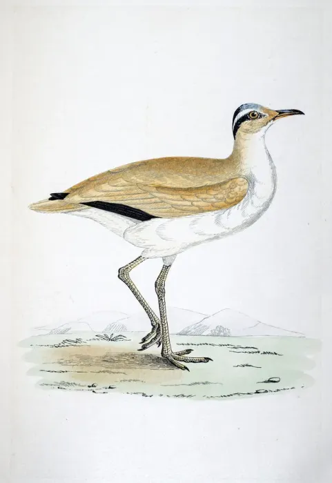 Framed Print : Courser bird 19 century illustration Framed Print : Courser bird 19 century illustration