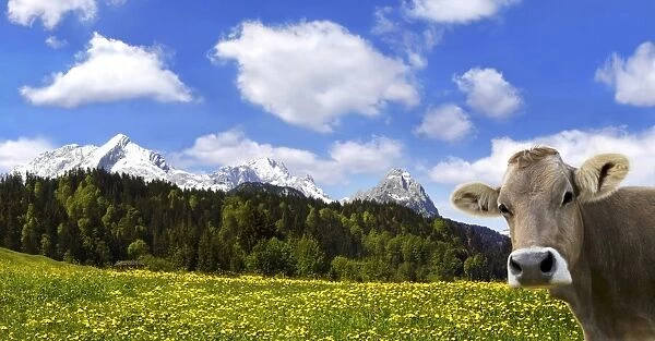 Cow on an Alpine meadow with Alpspitze Mountain and Zugspitze Mountain, Garmisch-Partenkirchen, Bavaria, Germany, Europe