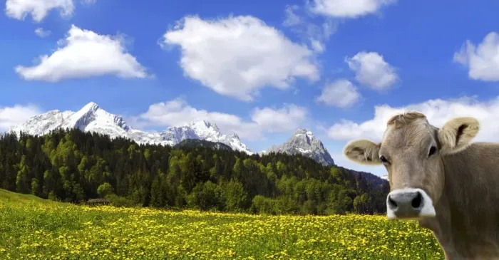 Framed Print : Cow on an Alpine meadow with Alpspitze Mountain and Zugspitze Mountain, Garmisch-Partenkirchen, Bavaria, Germany, Europe Framed Print : Cow on an Alpine meadow with Alpspitze Mountain and Zugspitze Mountain, Garmisch-Partenkirchen, Bavaria, Germany, Europe