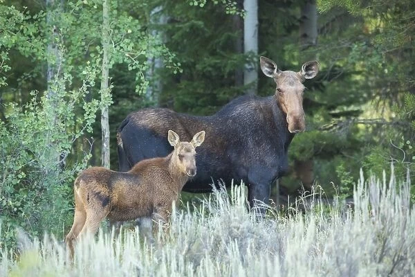 Cow and Calf Moose