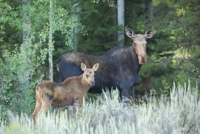 Framed Print : Cow and Calf Moose Framed Print : Cow and Calf Moose