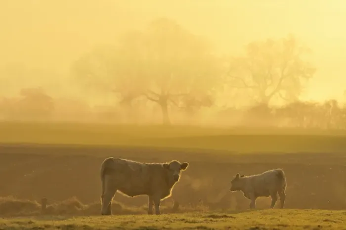 Framed Print : Cow and calf on pasture at dawn, North Rhine-Westphalia, Germany