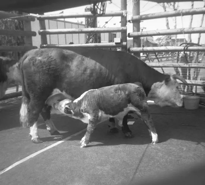 Framed Print : Cow feeding young calf in pound, (B&W) Framed Print : Cow feeding young calf in pound, (B&W)