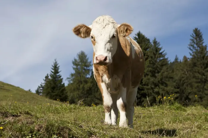 Framed Print : Cow on the Hoehlenstein-Alm mountain pasture, Langkampfen, Tyrol, Austria, Europe Framed Print : Cow on the Hoehlenstein-Alm mountain pasture, Langkampfen, Tyrol, Austria, Europe