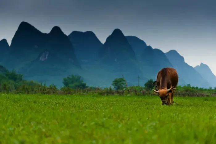 Framed Print : A cow and the karst peaks in Yangshuo, China