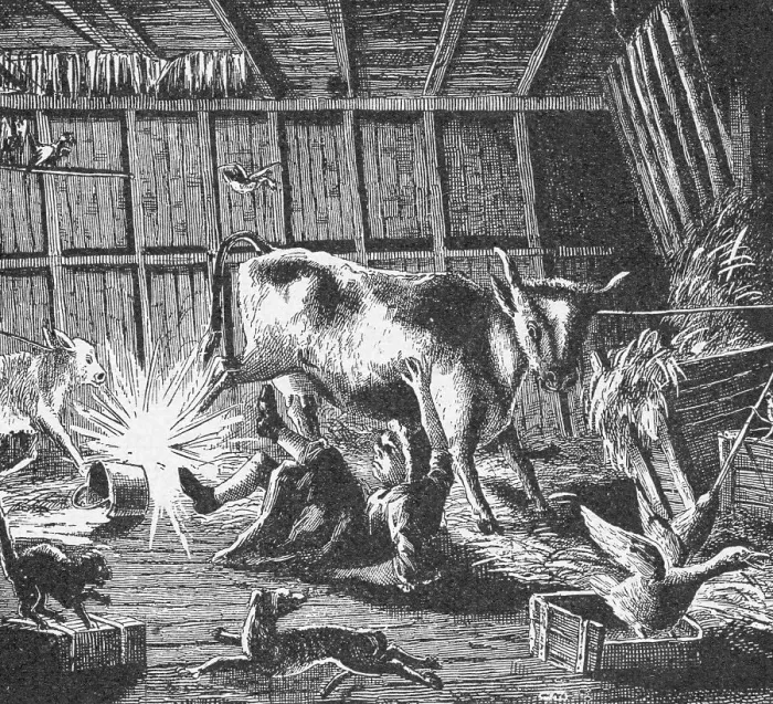 Framed Print : Cow Kicking Cow In Barn; Illustration Framed Print : Cow Kicking Cow In Barn; Illustration