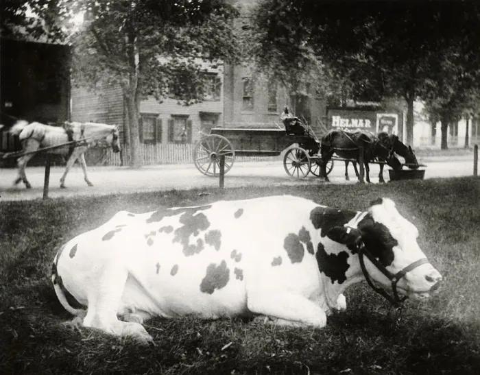 Framed Print : Cow On Lawn Framed Print : Cow On Lawn