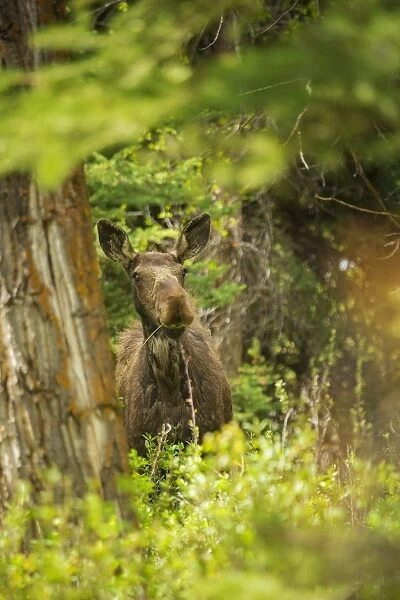 Cow Moose. A cow moose feeds in Grand Teton National Park, Wyoming, during late spring