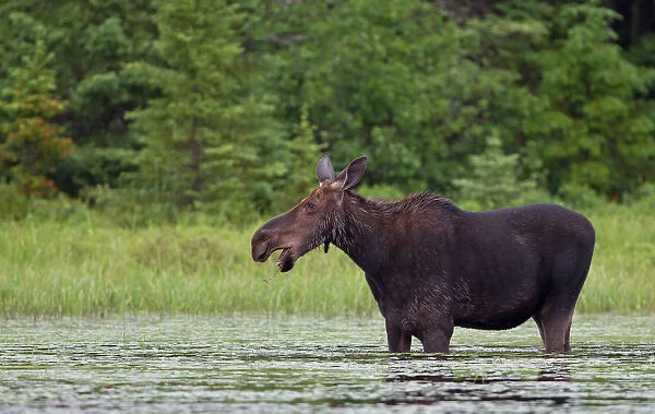 Cow moose in the marsh