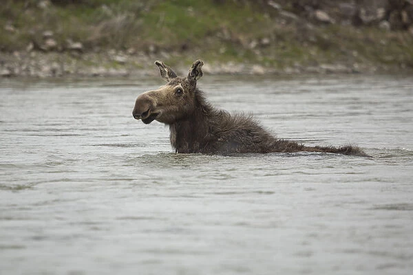 Cow Moose Swimming in River