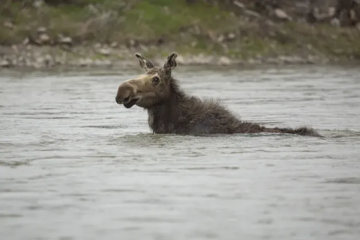 Framed Print : Cow Moose Swimming in River Framed Print : Cow Moose Swimming in River