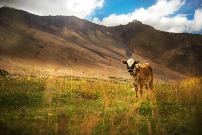 Framed Print : Cow on mountain green grass and evening sky with Framed Print : Cow on mountain green grass and evening sky with