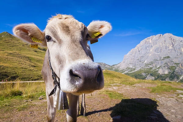 Cow and Pale di San Martino