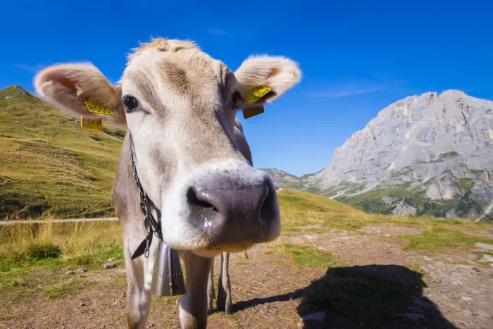 Framed Print : Cow and Pale di San Martino Framed Print : Cow and Pale di San Martino