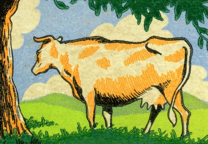 Framed Print : Cow in pasture Framed Print : Cow in pasture