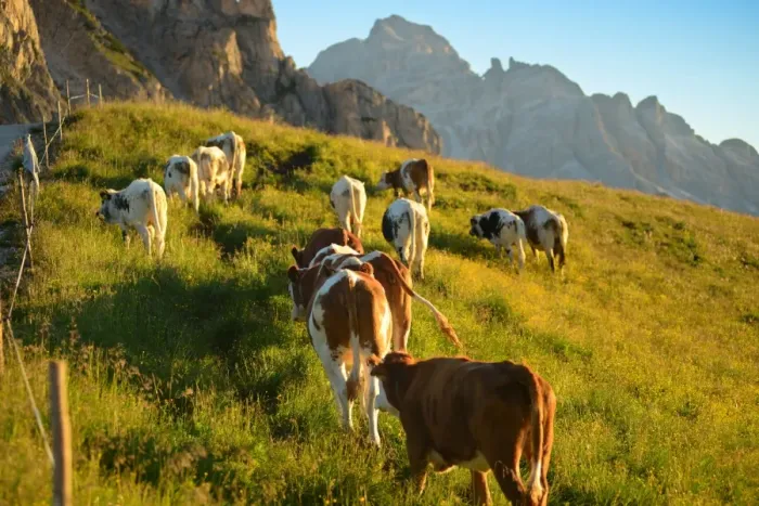 Framed Print : Cow Pasture in the Dolomites Framed Print : Cow Pasture in the Dolomites
