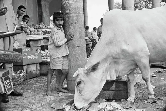 Framed Print : Cow Rummaging Through the Street Framed Print : Cow Rummaging Through the Street