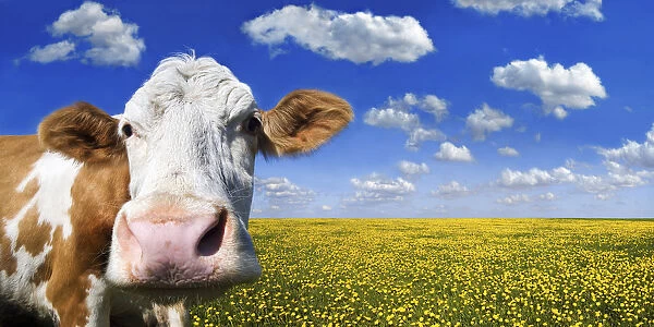 Cow standing on a meadow with dandelions against a blue sky with white clouds