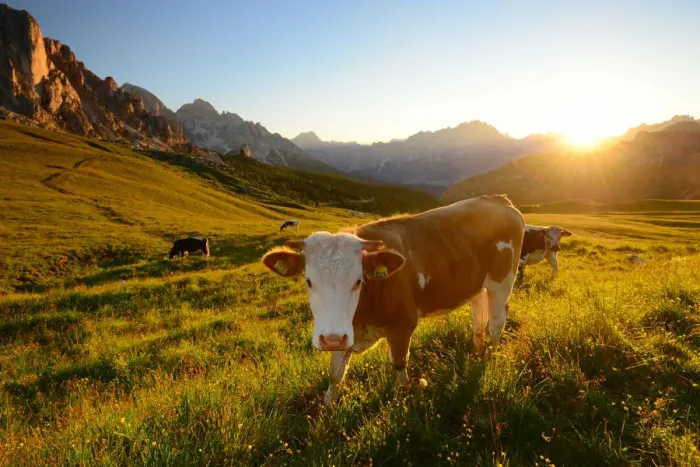 Framed Print : Cow staring at the camera, Dolomites Framed Print : Cow staring at the camera, Dolomites