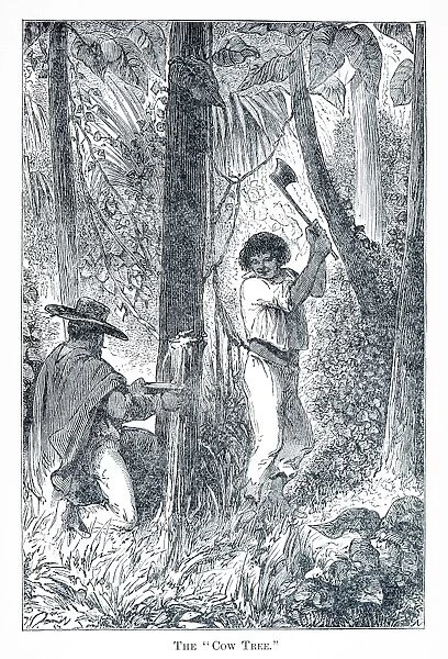 the cow tree engraving 1898