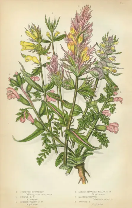 Framed Print : Cow Wheat, Melampyrum, Lousewort, Pedicularis, Victorian Botanical Illustration Framed Print : Cow Wheat, Melampyrum, Lousewort, Pedicularis, Victorian Botanical Illustration