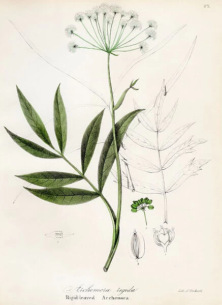 Cowbane botanical engraving 1843