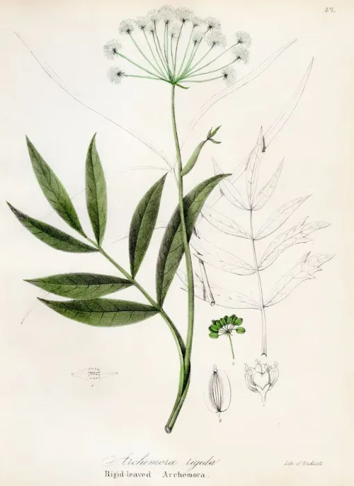 Framed Print : Cowbane botanical engraving 1843 Framed Print : Cowbane botanical engraving 1843