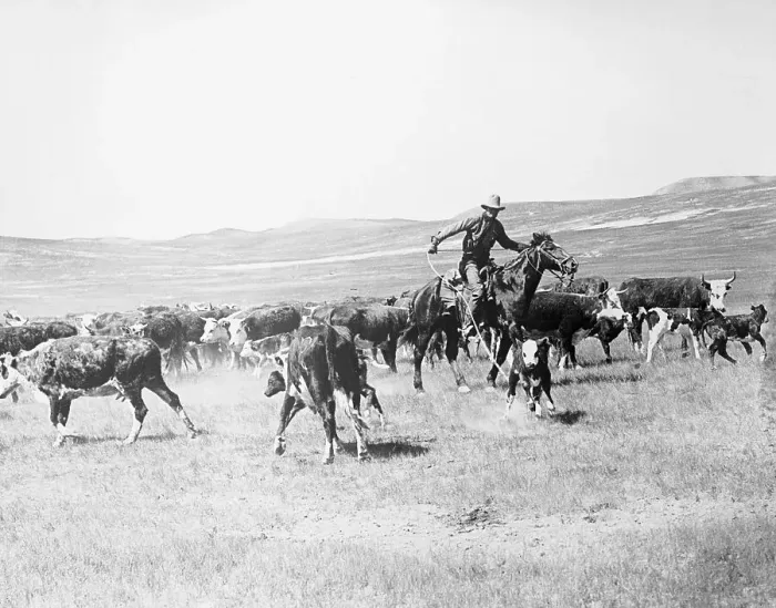 Framed Print : Cowboy Herding Cattle Framed Print : Cowboy Herding Cattle