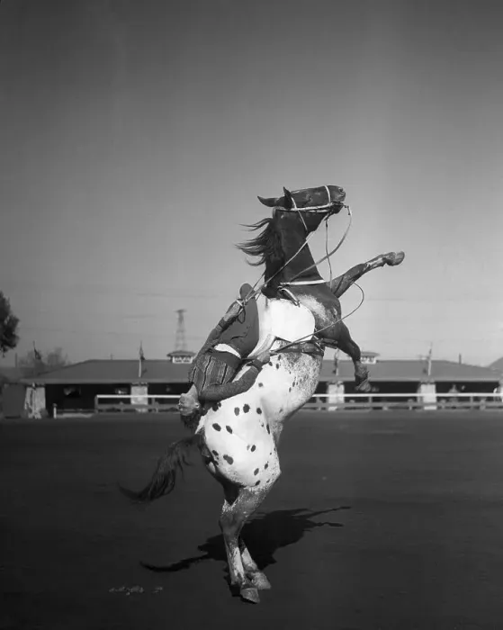 Framed Print : Cowboy on rearing horse