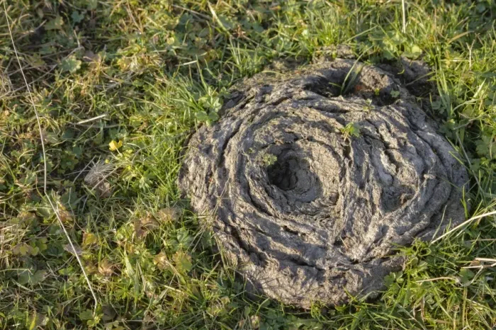 Framed Print : cowpat on meadow