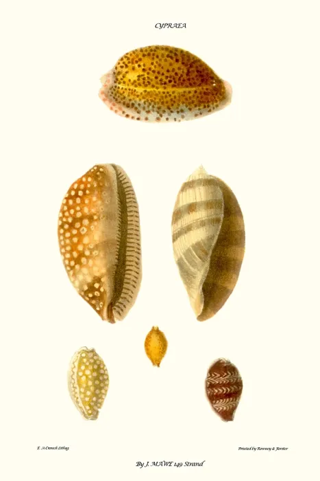Framed Print : cowrie shells Framed Print : cowrie shells