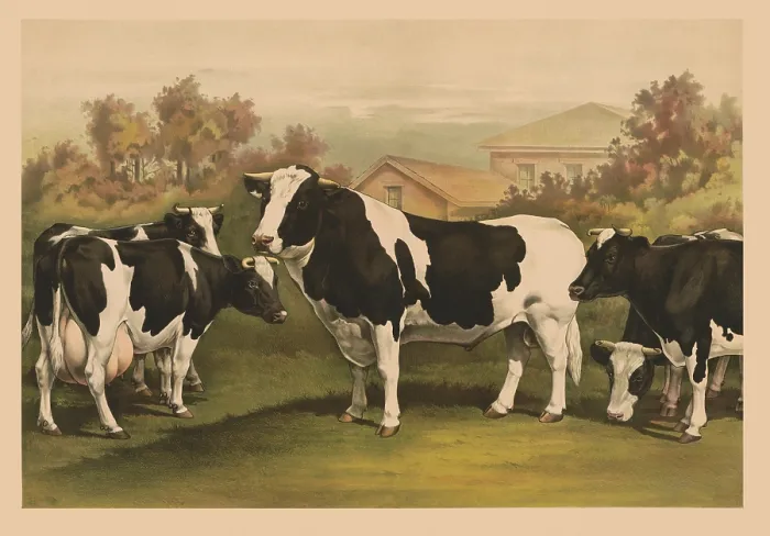 Framed Print : Five Cows. Five cows, looking out at the viewer Framed Print : Five Cows. Five cows, looking out at the viewer