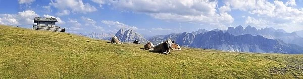 Cows, Aferer Alm alp on Plosen mountain, view of Aferer Geisler Massif and Peitlerkofel mountain, Wuerzjoch ridge, Villnoesstal valley, Dolomites, province of Bolzano-Bozen, Italy, Europe