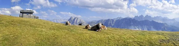 Framed Print : Cows, Aferer Alm alp on Plosen mountain, view of Aferer Geisler Massif and Peitlerkofel mountain, Wuerzjoch ridge, Villnoesstal valley, Dolomites, province of Bolzano-Bozen, Italy, Europe Framed Print : Cows, Aferer Alm alp on Plosen mountain, view of Aferer Geisler Massif and Peitlerkofel mountain, Wuerzjoch ridge, Villnoesstal valley, Dolomites, province of Bolzano-Bozen, Italy, Europe