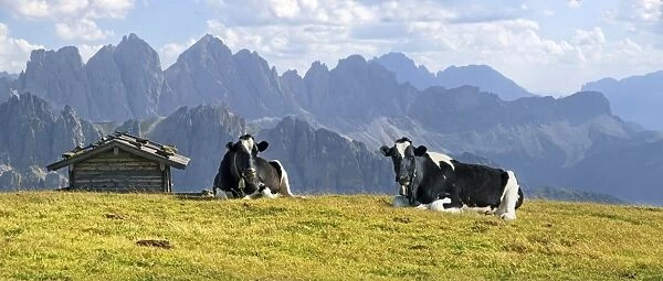 Cows on Aferer Alm alp on Plosen mountain, with the Afer Geisler group and Peitlerkofel mountain, Wuerzjoch ridge, Villnoesstal valley, Dolomites, province of Bolzano-Bozen, Italy, Europe