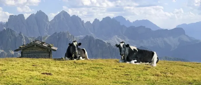Framed Print : Cows on Aferer Alm alp on Plosen mountain, with the Afer Geisler group and Peitlerkofel mountain, Wuerzjoch ridge, Villnoesstal valley, Dolomites, province of Bolzano-Bozen, Italy, Europe Framed Print : Cows on Aferer Alm alp on Plosen mountain, with the Afer Geisler group and Peitlerkofel mountain, Wuerzjoch ridge, Villnoesstal valley, Dolomites, province of Bolzano-Bozen, Italy, Europe