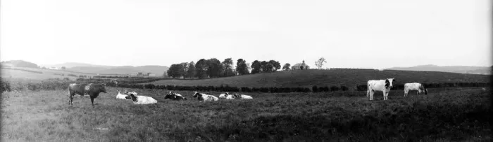 Framed Print : Cows In Field