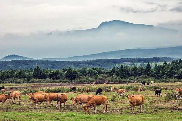 Cows Grazing under Mt. Hallasan, Jeju Island
