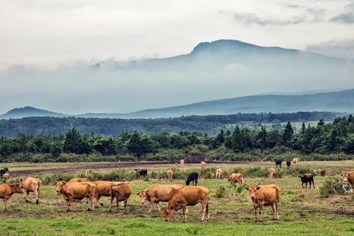 Framed Print : Cows Grazing under Mt. Hallasan, Jeju Island Framed Print : Cows Grazing under Mt. Hallasan, Jeju Island