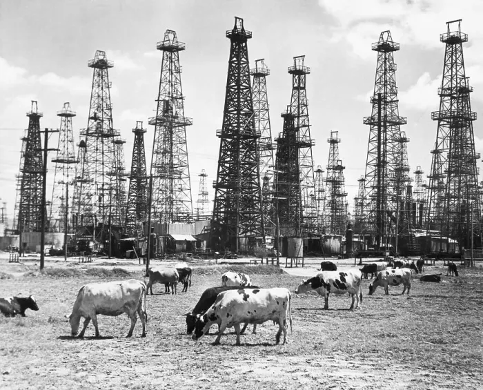 Framed Print : Cows Grazing Near Oil Wells Framed Print : Cows Grazing Near Oil Wells