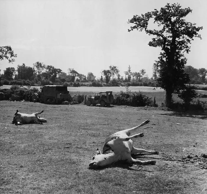 Framed Print : Cows Killed In War Framed Print : Cows Killed In War