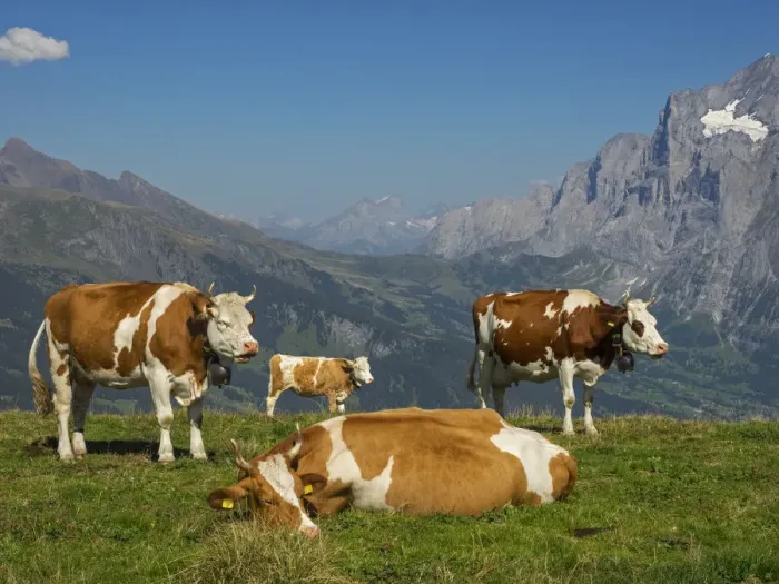 Framed Print : Cows in mountain scenery, Bern Canton, Switzerland Framed Print : Cows in mountain scenery, Bern Canton, Switzerland