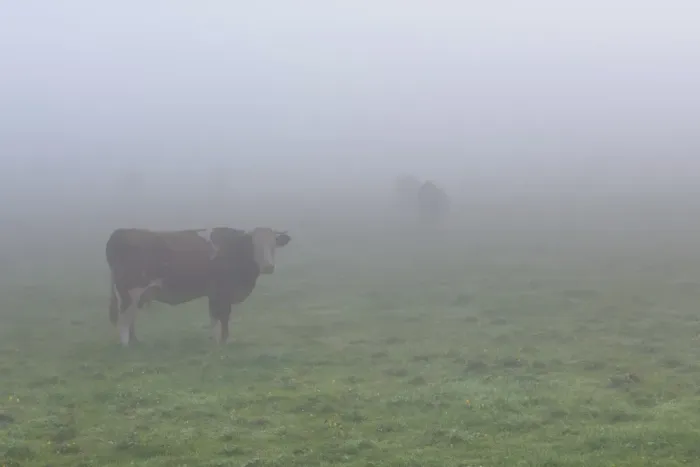 Framed Print : Cows on a pasture in the fog, Lake Staffelsee, Seehausen, Murnau, Upper Bavaria, Bavaria, Germany, Europe, PublicGround Framed Print : Cows on a pasture in the fog, Lake Staffelsee, Seehausen, Murnau, Upper Bavaria, Bavaria, Germany, Europe, PublicGround