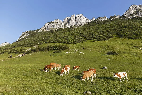 Cows on pasture, Kampenwand and Steinlingalm alpine pasture, Aschau im Chiemgau, Chiemgau Alps, Upper Bavaria, Bavaria, Germany