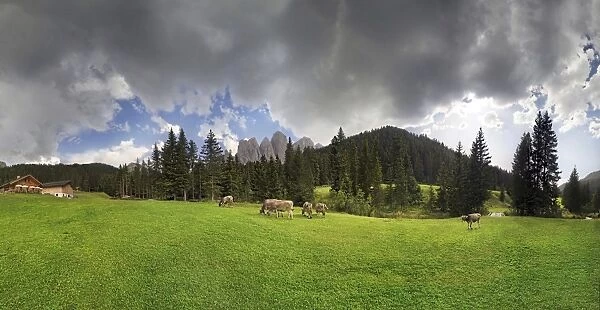 Cows on the pasture, Zanser Alm alp after a thunderstorm, Geisler group, Santa Maddalena, Villnoesstal valley, province of Bolzano-Bozen, Italy
